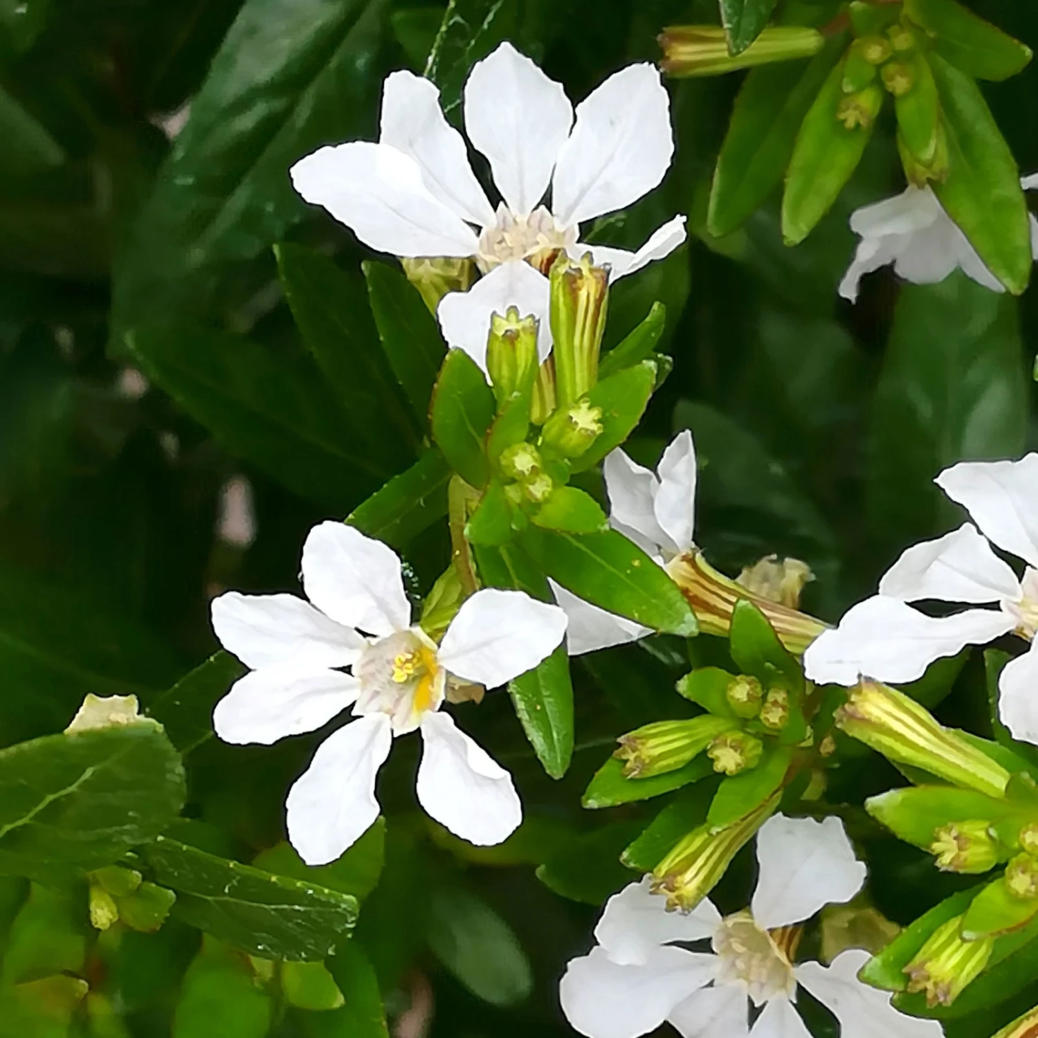 Japanische Scheinmyrte, Farben Zufällig, Topf-Ø 17 Cm, 2er-Set 6 Japanische Scheinmyrte, Farben Zufällig, Topf-Ø 17 Cm, 2er-Set – Bild 6