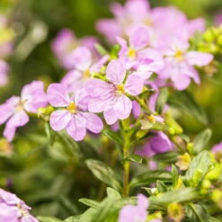 Japanische Scheinmyrte, Farben Zufällig, Topf-Ø 17 Cm, 2er-Set 20 Japanische Scheinmyrte, Farben Zufällig, Topf-Ø 17 Cm, 2er-Set -Stihl Pflanzen Verkauf 0610260039 Cuphea hyssopifolia Bluetenbilder 1 93707