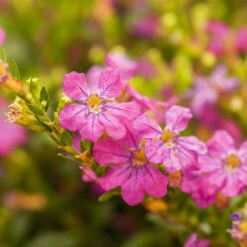 Japanische Scheinmyrte, Farben Zufällig, Topf-Ø 17 Cm, 2er-Set 19 Japanische Scheinmyrte, Farben Zufällig, Topf-Ø 17 Cm, 2er-Set -Stihl Pflanzen Verkauf 0610260039 Cuphea hyssopifolia Bluetenbilder 2 93708