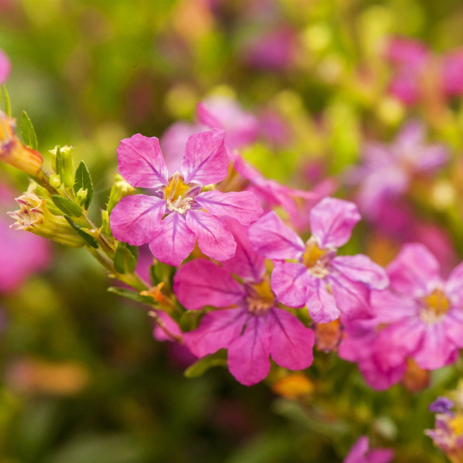 Japanische Scheinmyrte, Farben Zufällig, Topf-Ø 17 Cm, 2er-Set 3 Japanische Scheinmyrte, Farben Zufällig, Topf-Ø 17 Cm, 2er-Set – Bild 3