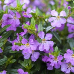 Japanische Scheinmyrte, Farben Zufällig, Topf-Ø 17 Cm, 2er-Set 21 Japanische Scheinmyrte, Farben Zufällig, Topf-Ø 17 Cm, 2er-Set -Stihl Pflanzen Verkauf 0610260039 Cuphea hyssopifolia Bluetenbilder 4 93706