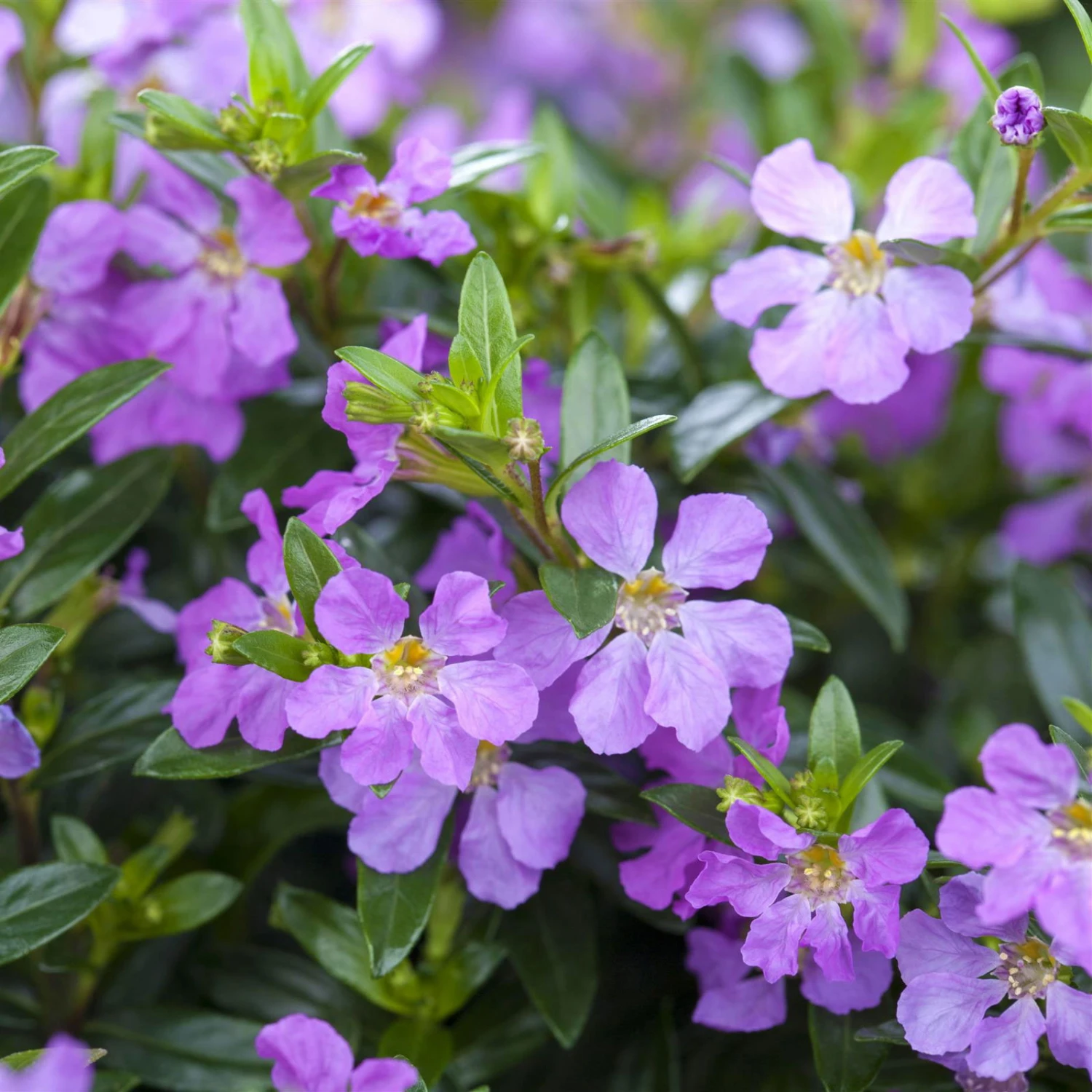 Japanische Scheinmyrte, Farben Zufällig, Topf-Ø 17 Cm, 2er-Set 5 Japanische Scheinmyrte, Farben Zufällig, Topf-Ø 17 Cm, 2er-Set – Bild 5