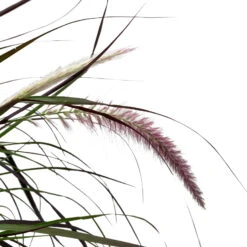 Lampenputzergras 'Rubrum' Rot, Topf-Ø 26 Cm -Stihl Pflanzen Verkauf 0610280039 KB Pennisetum advena Rubrum T26 5 l rotlaubig einjaehrig WS 5 95868