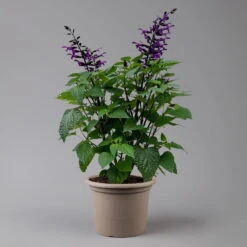 Pfirsichsalbei Purpurlila, Topf-Ø 21 Cm, Höhe Ca. 40 Cm -Stihl Pflanzen Verkauf 0610370085 Salvia T21 purple H 40 cm 2 125917