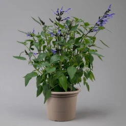 Pfirsichsalbei Blau, Topf-Ø 21 Cm, Höhe Ca. 40 Cm -Stihl Pflanzen Verkauf 0610370087 Salvia T21 Blue H40cm 2 125992