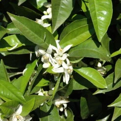 Orangenbaum, Stamm, Topf-Ø Ca. 22 Cm, Höhe Ca. 70 Cm 14 Orangenbaum, Stamm, Topf-Ø Ca. 22 Cm, Höhe Ca. 70 Cm -Stihl Pflanzen Verkauf 0630100030 KB Citrus sinensis Stamm T33 1 88065 1