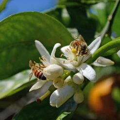 Orangenbaum, Stamm, Topf-Ø Ca. 22 Cm, Höhe Ca. 70 Cm 13 Orangenbaum, Stamm, Topf-Ø Ca. 22 Cm, Höhe Ca. 70 Cm -Stihl Pflanzen Verkauf 0630100030 KB Citrus sinensis Stamm T33 4 87842 1
