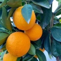 Orangenbaum, Stamm, Topf-Ø Ca. 22 Cm, Höhe Ca. 70 Cm 15 Orangenbaum, Stamm, Topf-Ø Ca. 22 Cm, Höhe Ca. 70 Cm -Stihl Pflanzen Verkauf 0630100030 KB Citrus sinensis Stamm T33 6 104198 1