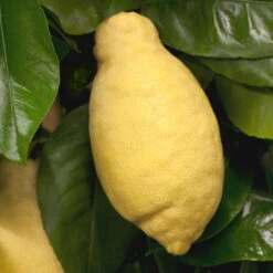 Zitronenbaum, Stamm, Topf-Ø 24 Cm, Höhe Ca. 140 Cm -Stihl Pflanzen Verkauf 0630100481 Citrus limon Frucht am Zweig GS426522 Citrus limon 77067