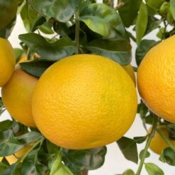 Grapefruitbaum, Stamm, Topf-Ø 22 Cm, Höhe Ca. 70 - 80 Cm 9 Grapefruitbaum, Stamm, Topf-Ø 22 Cm, Höhe Ca. 70 - 80 Cm -Stihl Pflanzen Verkauf 0630100702 KB Citrus Paradisi Stamm T33 18 104218