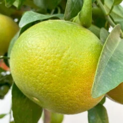 Grapefruitbaum, Stamm, Topf-Ø 22 Cm, Höhe Ca. 70 - 80 Cm 11 Grapefruitbaum, Stamm, Topf-Ø 22 Cm, Höhe Ca. 70 - 80 Cm -Stihl Pflanzen Verkauf 0630100702 KB Citrus Paradisi Stamm T33 6 104221