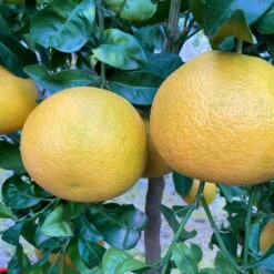 Grapefruitbaum, Stamm, Topf-Ø 22 Cm, Höhe Ca. 70 - 80 Cm