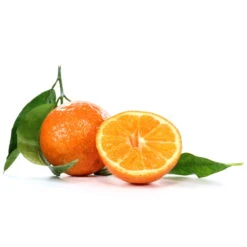 Clementine, Stamm, Topf-Ø Ca. 20 Cm, Höhe Ca. 60 Cm -Stihl Pflanzen Verkauf 0630100712 0630100713 KB Citrus clementina Stamm WS 98317