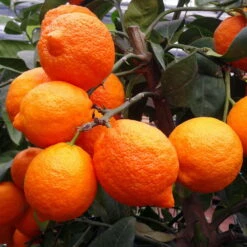 Zitronenbaum 'Rosso', Mini-Stamm, Topf-Ø 15 Cm, Höhe Ca. 40 Cm -Stihl Pflanzen Verkauf 0630100729 KB Citrus limon Stamm T15 Rosso H40 WS 1 98110