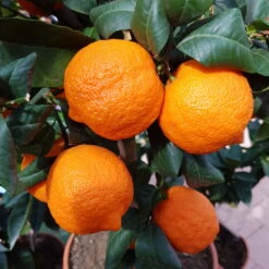 Zitronenbaum 'Rosso', Mini-Stamm, Topf-Ø 15 Cm, Höhe Ca. 40 Cm -Stihl Pflanzen Verkauf 0630100729 KB Citrus limon Stamm T15 Rosso H40 WS 2 98109