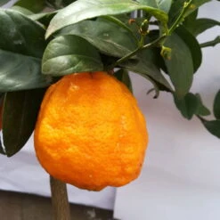 Zitronenbaum 'Rosso', Mini-Stamm, Topf-Ø 15 Cm, Höhe Ca. 40 Cm -Stihl Pflanzen Verkauf 0630200006 Citrus limon Stamm T20 H60 80 Rosso 6 78897