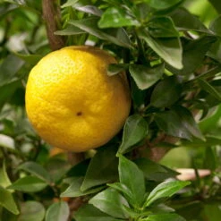 Citrus Myrtifolia, Stamm, Topf-Ø 20 Cm, Höhe Ca. 60 Cm -Stihl Pflanzen Verkauf 0630400005 Citrus myrtifolia Stamm T20 1 104274