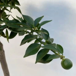 Citrus Myrtifolia, Stamm, Topf-Ø 20 Cm, Höhe Ca. 60 Cm -Stihl Pflanzen Verkauf 0630400005 Citrus myrtifolia Stamm T20 7 104276