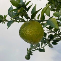 Citrus Myrtifolia, Stamm, Topf-Ø 20 Cm, Höhe Ca. 60 Cm -Stihl Pflanzen Verkauf 0630400005 Citrus myrtifolia Stamm T20 8 104275