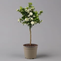 Citrus Myrtifolia, Stamm, Topf-Ø 20 Cm, Höhe Ca. 60 Cm -Stihl Pflanzen Verkauf 0630400005 Citrus myrtifolia Stamm T20 Chinotto H60 2 125609