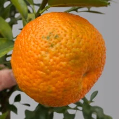 Citrus Myrtifolia, Stamm, Topf-Ø 20 Cm, Höhe Ca. 60 Cm -Stihl Pflanzen Verkauf 0630400005 Citrus myrtifolia Stamm T20 Chinotto H60 4 125611