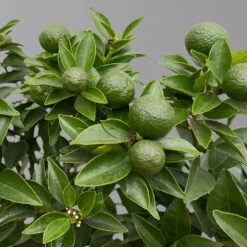 Citrus Myrtifolia, Stamm, Topf-Ø 20 Cm, Höhe Ca. 60 Cm -Stihl Pflanzen Verkauf 0630400005 Citrus myrtifolia Stamm T20 Chinotto H60 5 125608