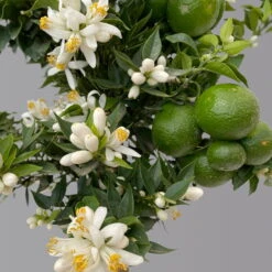 Citrus Myrtifolia, Stamm, Topf-Ø 20 Cm, Höhe Ca. 60 Cm -Stihl Pflanzen Verkauf 0630400005 Citrus myrtifolia Stamm T20 Chinotto H60 6 125610