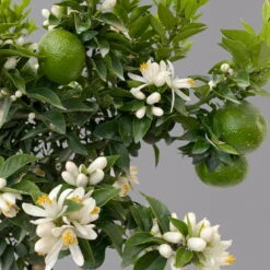 Citrus Myrtifolia, Stamm, Topf-Ø 20 Cm, Höhe Ca. 60 Cm -Stihl Pflanzen Verkauf 0630400005 Citrus myrtifolia Stamm T20 Chinotto H60 7 125607