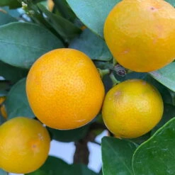 Calamondin, Stamm, Topf-Ø 24 Cm, Höhe Ca. 100 - 140 Cm -Stihl Pflanzen Verkauf 0630400020 Citrus madurensis Stamm T24 5 104279