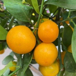 Calamondin, Stamm, Topf-Ø 24 Cm, Höhe Ca. 100 - 140 Cm -Stihl Pflanzen Verkauf 0630400020 Citrus madurensis Stamm T24 8 104280