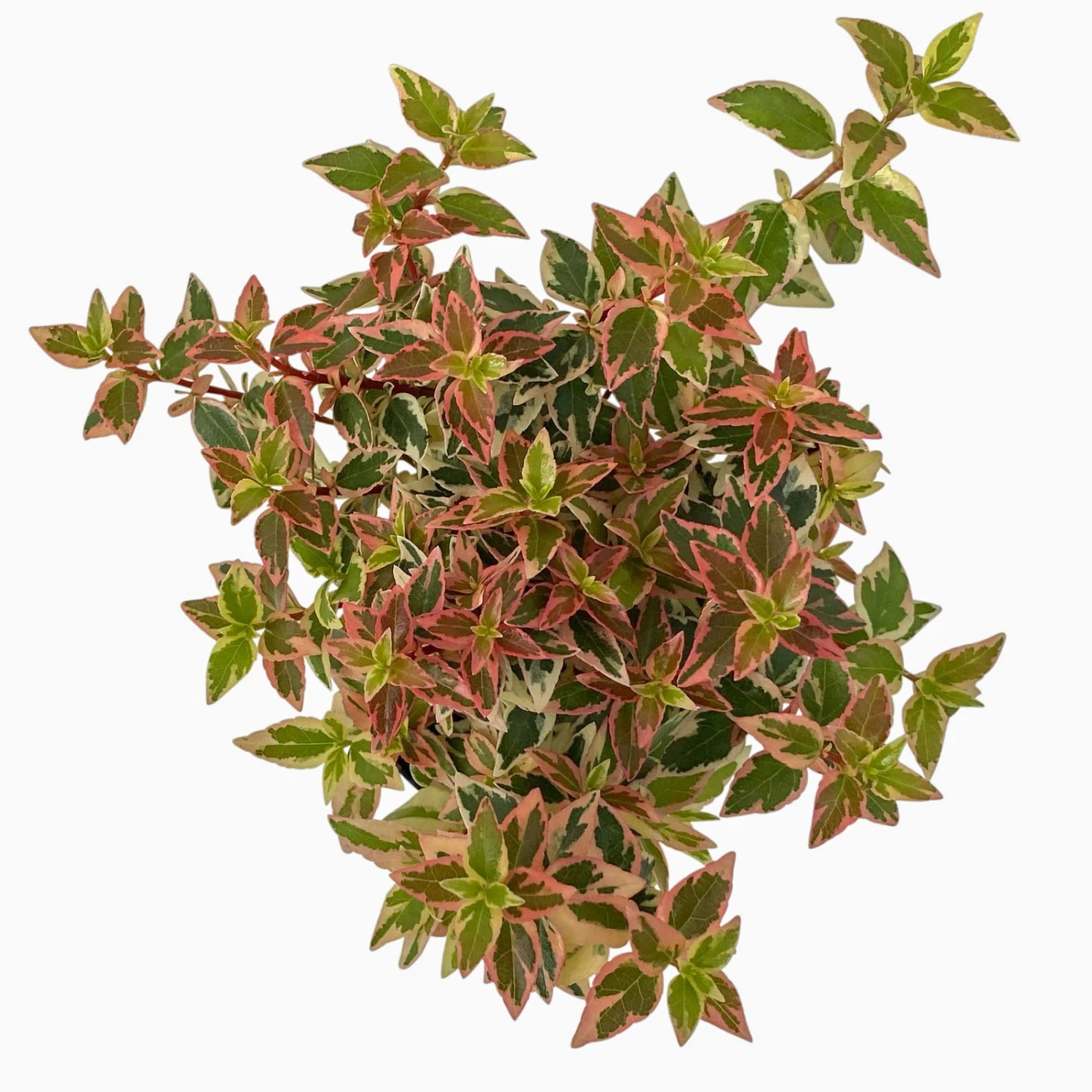 Abelie 'Lady Peach', Buntlaubig, Mini, Topf-Ø 6 Cm, 12er-Set 2 Abelie 'Lady Peach', Buntlaubig, Mini, Topf-Ø 6 Cm, 12er-Set – Bild 2