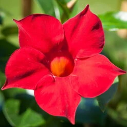 Dipladenie Rot, Busch, Topf-Ø 13/14 Cm, 3er-Set -Stihl Pflanzen Verkauf 0670110006 0670110013 0670110041 0670110043 0670110079 0670110119 0670110123 0670110125 0670110134 0670110149 0670110210 0670110216 Dipladenia Busch rot 76807