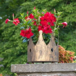 Dipladenie Rot, Busch, Topf-Ø 13/14 Cm, 3er-Set -Stihl Pflanzen Verkauf 0670110160 0670110216 Dipladenia Busch rot 75908