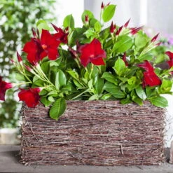 Dipladenie Rot, Busch, Topf-Ø 13/14 Cm, 3er-Set -Stihl Pflanzen Verkauf 0670110210 0670110216 Dipladenia Busch rot 75911