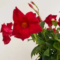 Dipladenie Rot, Busch, Topf-Ø 13/14 Cm, 3er-Set -Stihl Pflanzen Verkauf 0670110216 Dipladenia Busch rot 3er Set 4 111028