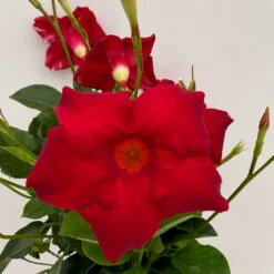 Dipladenie Rot, Busch, Topf-Ø 13/14 Cm, 3er-Set -Stihl Pflanzen Verkauf 0670110216 Dipladenia Busch rot 3er Set 5 111027