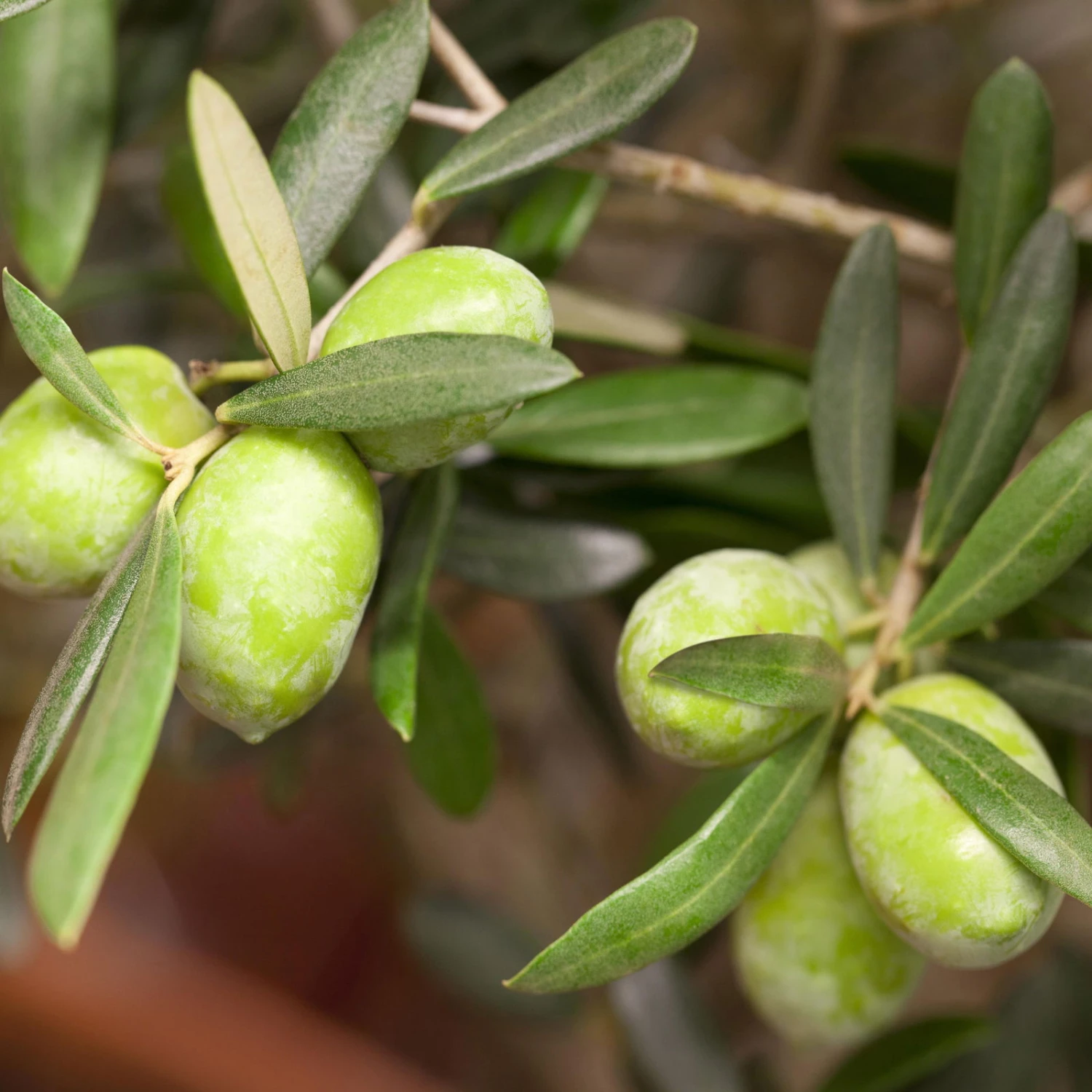 Olivenbaum, Busch, Topf-Ø 21 Cm, Höhe Ca. 50 Cm 2 Olivenbaum, Busch, Topf-Ø 21 Cm, Höhe Ca. 50 Cm – Bild 2