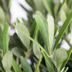 Olivenbaum, Busch, Topf-Ø 21 Cm, Höhe Ca. 50 Cm 9 Olivenbaum, Busch, Topf-Ø 21 Cm, Höhe Ca. 50 Cm -Stihl Pflanzen Verkauf 0680200048 0680200051 0680200054 0680200057 0680200061 0680200075 Koelle Olea europaea Busch 76777 1