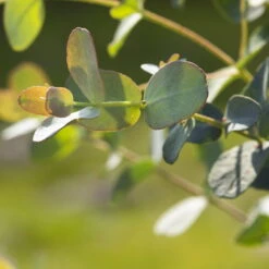 Eukalyptus 'Baby Blue', Busch, Topf-Ø 14 Cm, Höhe Ca. 25 Cm, 2er-Set -Stihl Pflanzen Verkauf 0680400001 0680400007 0680400010 0680400016 0680400019 0680400021 Eucalyptus gunii Busch1 77878