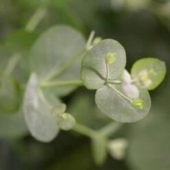 Eukalyptus 'Baby Blue', Busch, Topf-Ø 14 Cm, Höhe Ca. 25 Cm, 2er-Set -Stihl Pflanzen Verkauf 0680400001 0680400007 0680400010 0680400016 0680400019 0680400021 Eucalyptus gunii Busch 77876