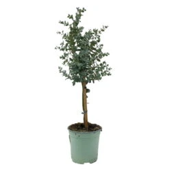Eukalyptus, Stamm, Topf-Ø 17 Cm, Höhe Ca. 60 Cm 10 Eukalyptus, Stamm, Topf-Ø 17 Cm, Höhe Ca. 60 Cm -Stihl Pflanzen Verkauf 0680400002 Eucalyptus gunnii Stamm T17 2 107142