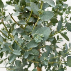 Eukalyptus, Stamm, Topf-Ø 17 Cm, Höhe Ca. 60 Cm 12 Eukalyptus, Stamm, Topf-Ø 17 Cm, Höhe Ca. 60 Cm -Stihl Pflanzen Verkauf 0680400002 Eucalyptus gunnii Stamm T17 3 106634