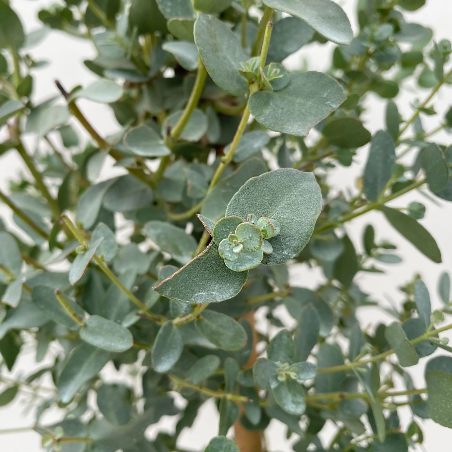 Eukalyptus, Stamm, Topf-Ø 17 Cm, Höhe Ca. 60 Cm 5 Eukalyptus, Stamm, Topf-Ø 17 Cm, Höhe Ca. 60 Cm – Bild 5