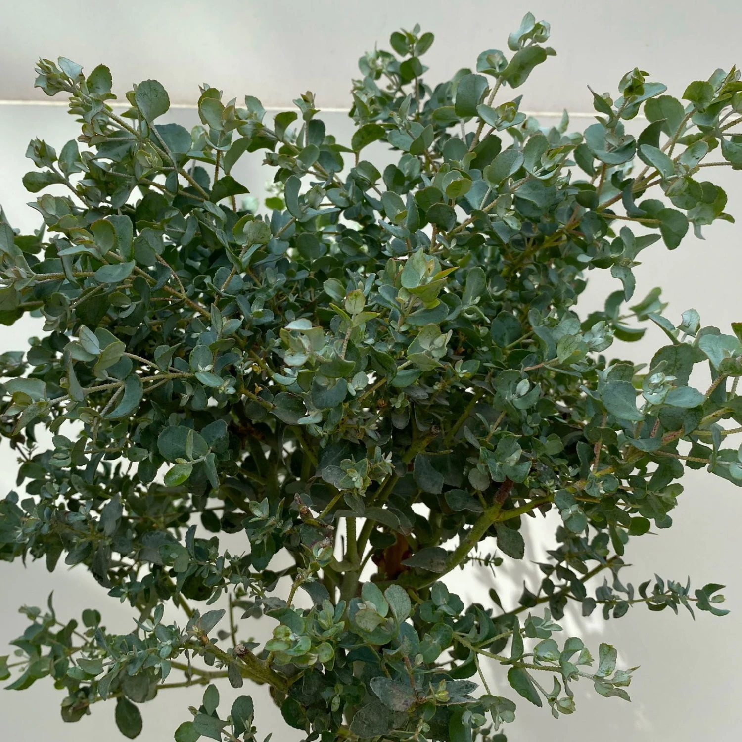 Eukalyptus, Stamm, Topf-Ø 17 Cm, Höhe Ca. 60 Cm 4 Eukalyptus, Stamm, Topf-Ø 17 Cm, Höhe Ca. 60 Cm – Bild 4