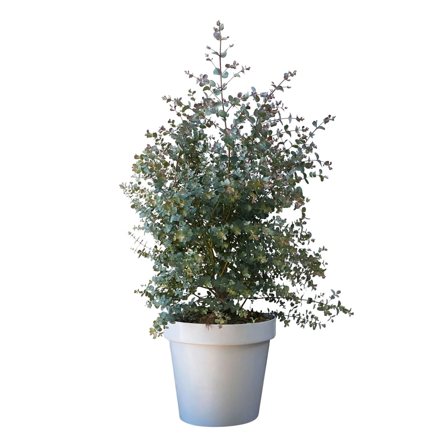 Eukalyptus, Busch, Topf-Ø 30 Cm, Höhe Ca. 80 Cm 1 Eukalyptus, Busch, Topf-Ø 30 Cm, Höhe Ca. 80 Cm