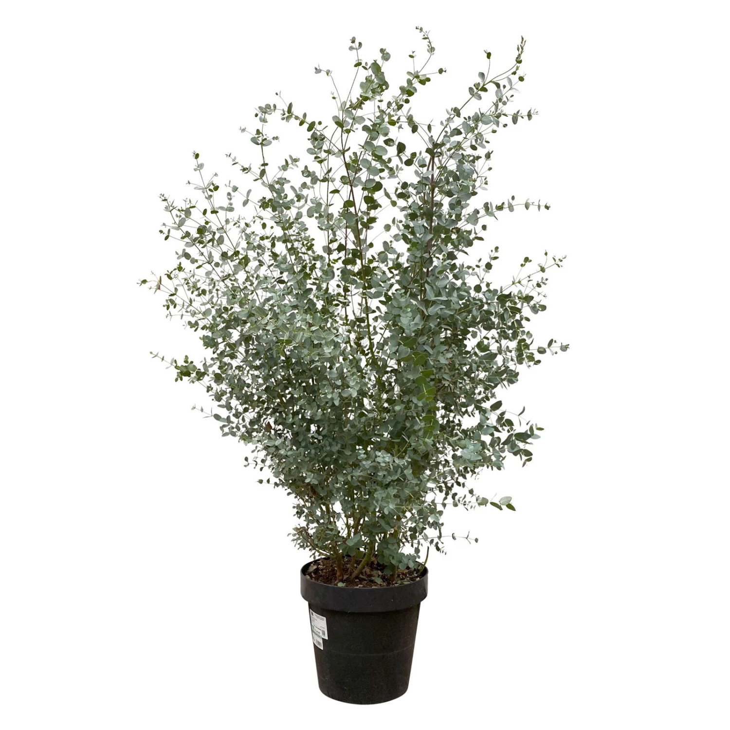 Eukalyptus, Busch, Topf-Ø 30 Cm, Höhe Ca. 80 Cm 2 Eukalyptus, Busch, Topf-Ø 30 Cm, Höhe Ca. 80 Cm – Bild 2