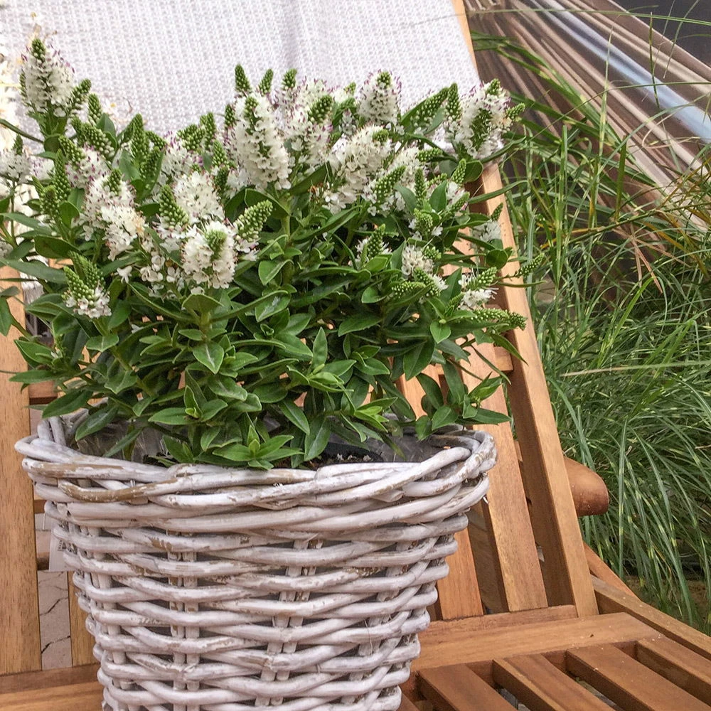 Hebe Weiß, Topf-Ø 19 Cm, 2er-Set 2 Hebe Weiß, Topf-Ø 19 Cm, 2er-Set – Bild 2