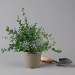 Silberdraht & Eukalyptus, Topf-Ø 13 Cm, 6er-Set -Stihl Pflanzen Verkauf 0690160042 Calocephalus Eukalyptus T13 6er Set Duo 2 125577