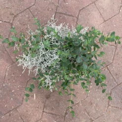 Silberdraht & Eukalyptus, Topf-Ø 13 Cm, 6er-Set -Stihl Pflanzen Verkauf 0690160042 calocephalus eukalyptus 5 122650