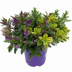 Hebe 'Quattro', Bunt, Topf-Ø 23 Cm, Höhe Ca. 40 Cm 11 Hebe 'Quattro', Bunt, Topf-Ø 23 Cm, Höhe Ca. 40 Cm -Stihl Pflanzen Verkauf 0690190020 Hebe Addenda T23 Quattro 3 114128